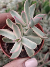Load image into Gallery viewer, Crassula CANDY CANE
