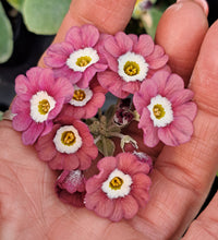 Load image into Gallery viewer, Auricula &#39;PINKIE DAWN&#39; (B)
