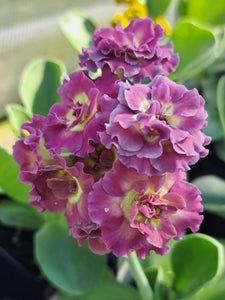 Auricula 'MISS PINKY' (D)