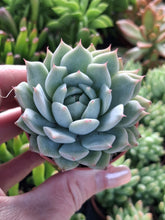 Load image into Gallery viewer, Echeveria Tippy 5.5cm
