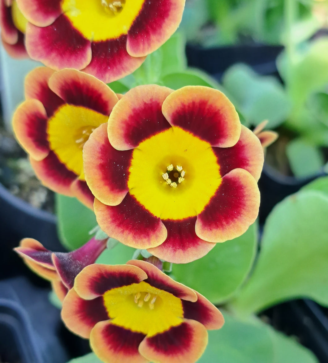 Auricula 'Paleface' (A)