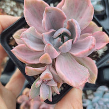 Load image into Gallery viewer, x Graptoveria 'Mrs. Richards' f. Variegata
