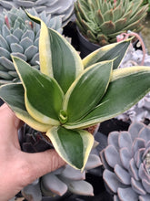 Load image into Gallery viewer, Sanseveria Trifasciata Hahnii 'Pagoda'

