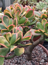 Load image into Gallery viewer, Crassula Ovata HUMMEL SUNSET
