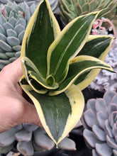 Load image into Gallery viewer, Sanseveria Trifasciata Hahnii 'Pagoda'
