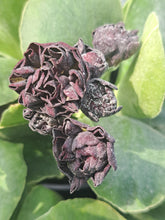Load image into Gallery viewer, Auricula &#39;POWDER AND PAINT&#39; (D)
