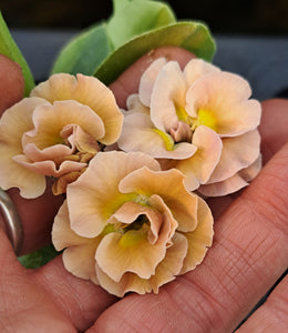 Auricula 'OYSTER' (B)