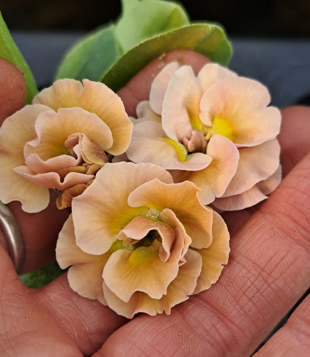 Auricula 'OYSTER' (B)