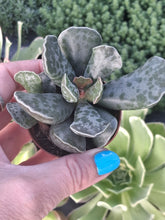 Load image into Gallery viewer, Adromischus Cooperi 5.5cm
