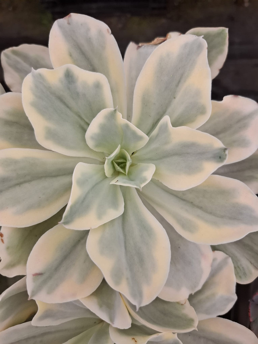 Echeveria JAPAN MOON RIVER
