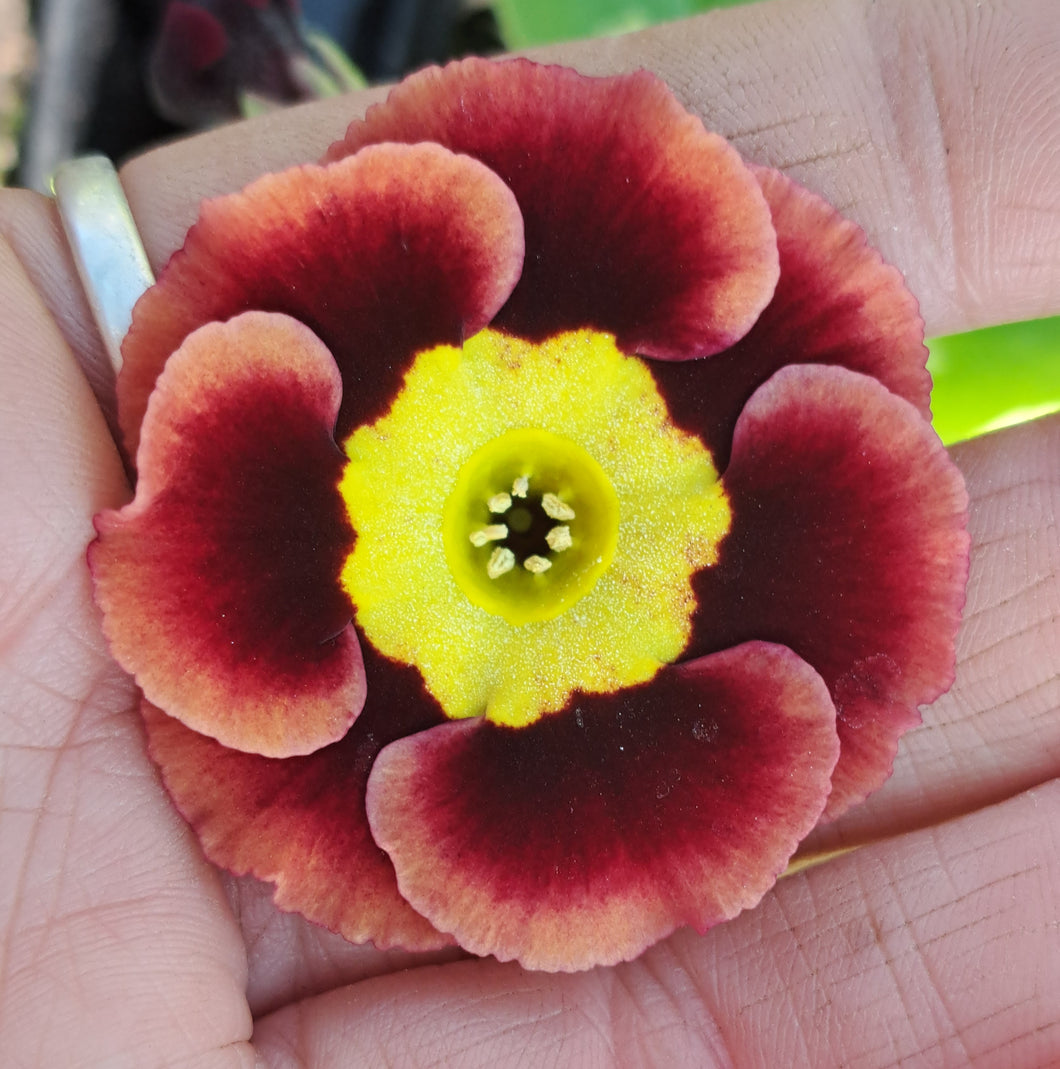 Auricula 'JEAN JACQUES' (A)