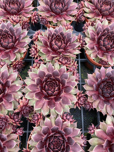 Sempervivum Colorockz® BLUSHING GARNET