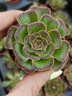 Aeonium arboreum ‘Rubrolineatum’ – UK Grown