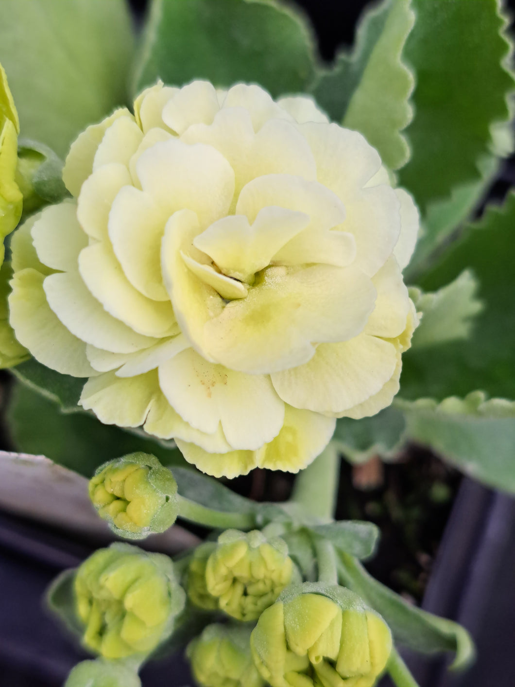Auricula 'JAYNE MYERS' (D)