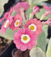 Load image into Gallery viewer, Auricula &#39;PINKIE DAWN&#39; (B)
