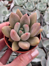 Load image into Gallery viewer, x Pachyveria RUBY DONNA syn. Rosy Crow
