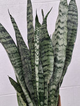Load image into Gallery viewer, Sanseveria Zeylanica
