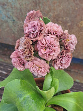 Load image into Gallery viewer, Auricula &#39;NONA&#39; (D)

