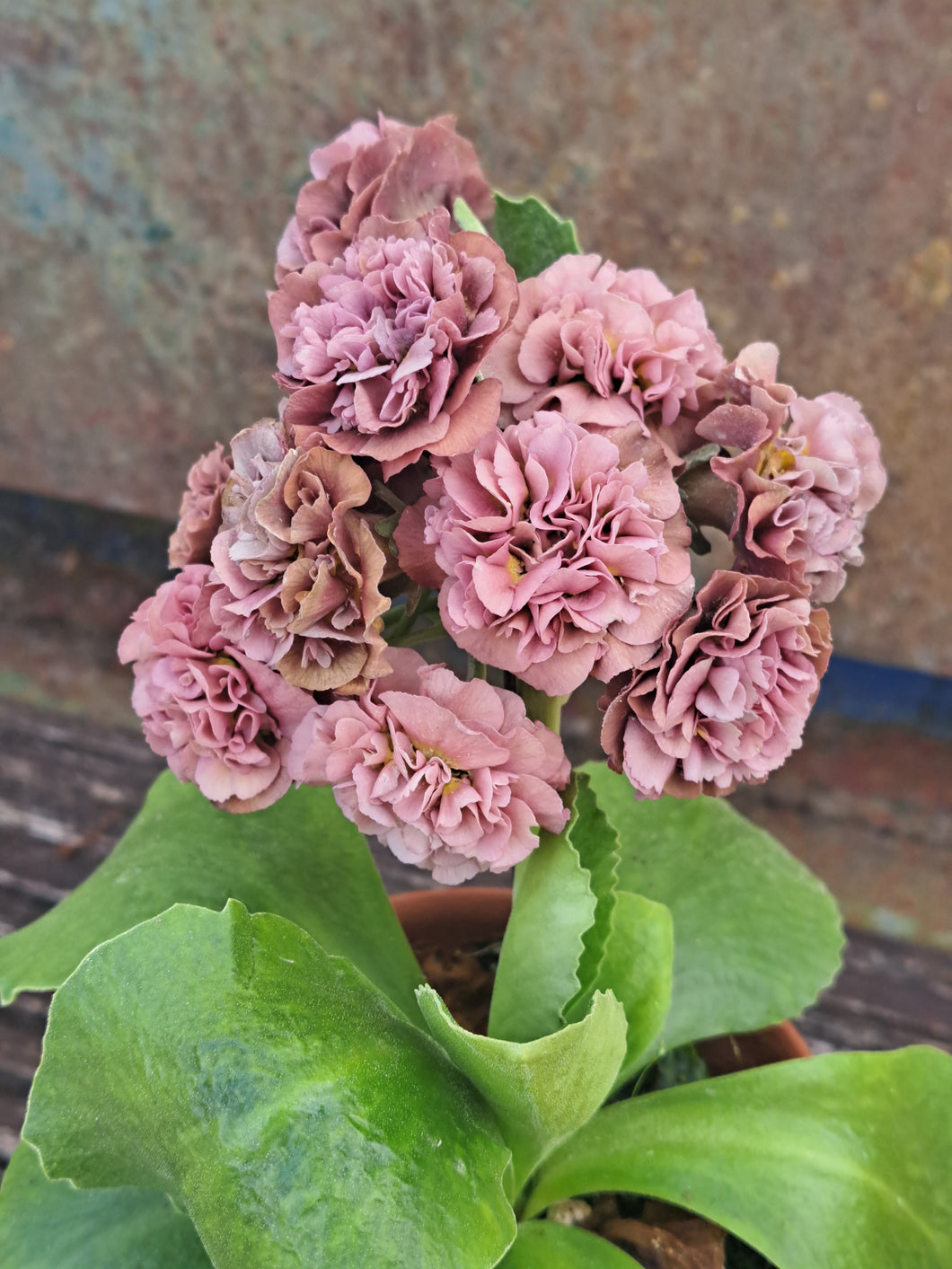 Auricula 'NONA' (D)