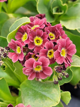 Load image into Gallery viewer, Auricula &#39;HEAVEN SCENT&#39; (B)
