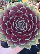 Load image into Gallery viewer, Sempervivum Colorockz® COCONUT CRYSTAL
