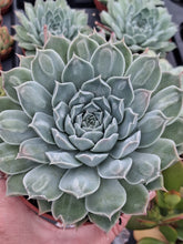 Load image into Gallery viewer, Echeveria HEARTS CHOICE syn. GILO
