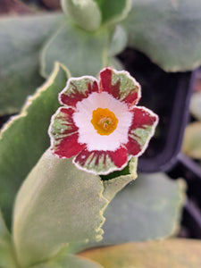 Auricula 'ETNA' (F)