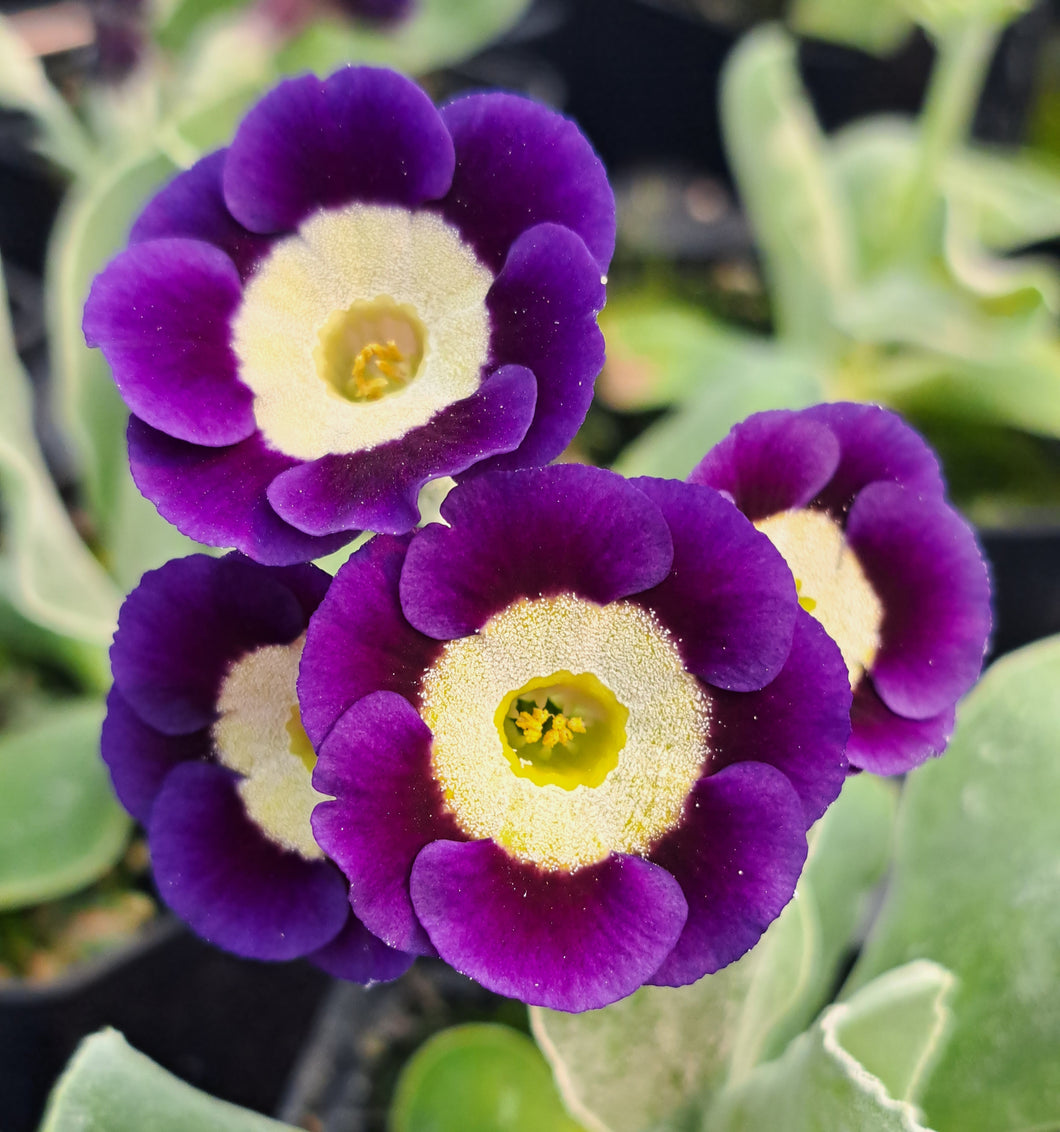 Auricula 'OUR SOPHIE' (B)