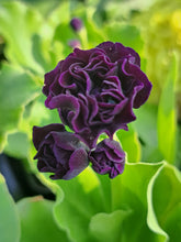 Load image into Gallery viewer, Auricula &#39;TIM&#39; (D)
