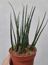 Load image into Gallery viewer, Sanseveria Cylindrica Fernwood 'Mikado'
