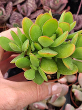 Load image into Gallery viewer, Crassula Swaziensis Money Maker
