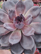 Load image into Gallery viewer, Echeveria nebula 'Violet'
