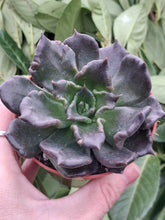 Load image into Gallery viewer, Echeveria 'Superbowl' (black madiba)
