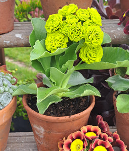 Auricula 'GRASMERE II' (D)