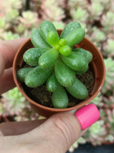 Sedum Hernandezii 5.5cm