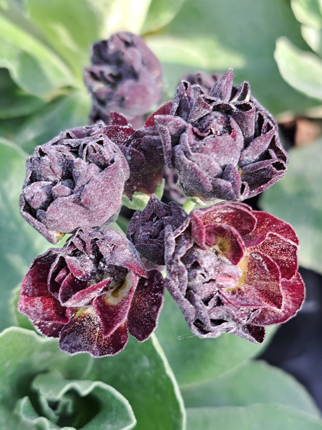 Auricula 'POWDER AND PAINT' (D)