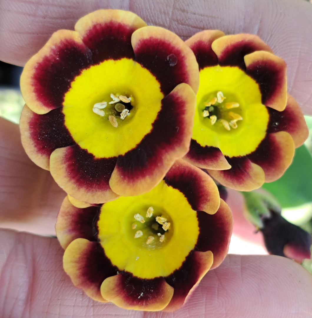 Auricula 'JAFFA' (A)