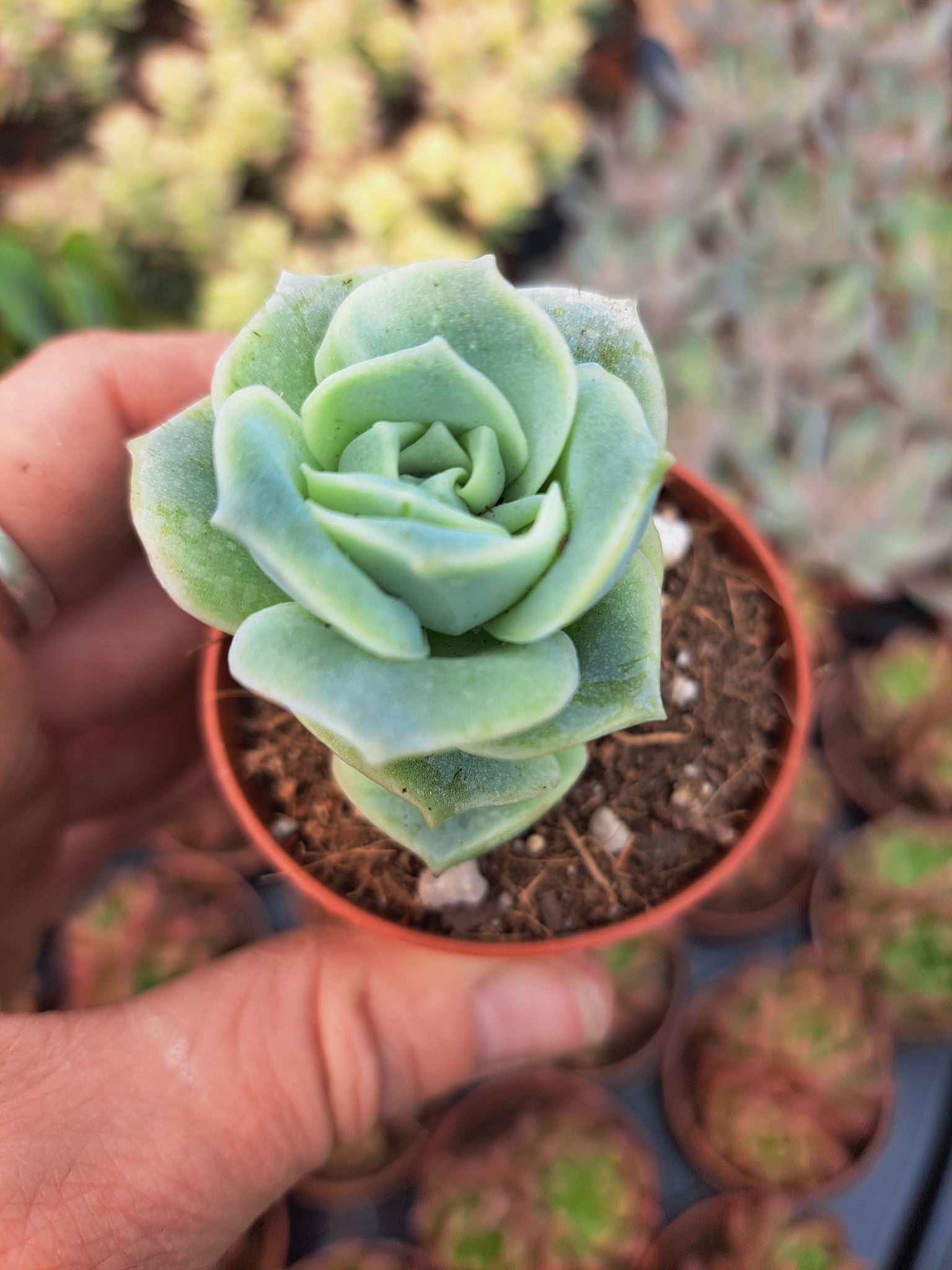 succulent lovely rose Graptoveria LOVELY ROSE – W & S Lockyer