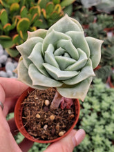 Load image into Gallery viewer, Graptoveria LOVELY ROSE

