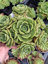 Load image into Gallery viewer, Aeonium LILY PAD
