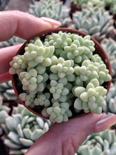 Load image into Gallery viewer, Sedum BURRITO
