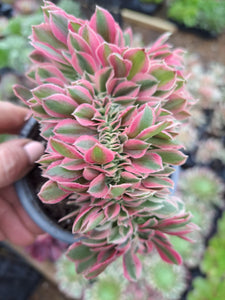 Aeonium PINK WITCH  f. Cristata