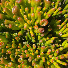 Load image into Gallery viewer, Crassula Ovata Gollum
