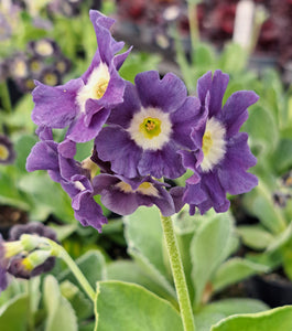 Auricula 'GOEBLII' (B)