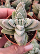 Load image into Gallery viewer, Crassula Capitella 'White Ben' 5.5cm

