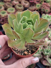 Load image into Gallery viewer, Aeonium GREEN LEMON

