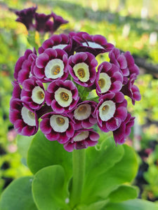 Auricula 'SAN ANTONIO' (A)