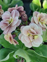 Load image into Gallery viewer, Auricula &#39;FOREST SAHARA&#39; (D)
