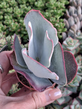 Load image into Gallery viewer, Cotyledon undulata 'Red Flame'
