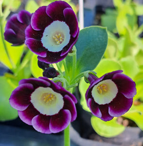 Auricula 'PAULINE' (A)